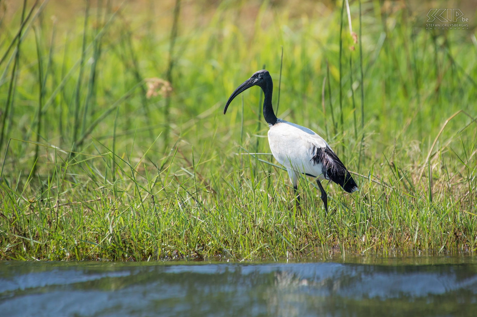 Lower Zambezi - African sacred ibis  Stefan Cruysberghs